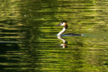 Great Crested Grebe, Podiceps kristali bir balık yakaladı. Güzel turuncu renkli bir kuş, kırmızı gözlü bir su kuşu. Eski Dünya 'da bulunan en büyük aile üyesidir..