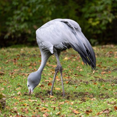 Grus paradisea, Güney Afrika 'ya özgü nesli tükenmekte olan bir kuş türü. Güney Afrika 'nın ulusal kuşudur.