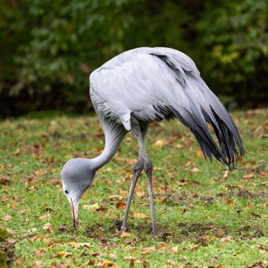 The Blue Crane, Grus paradisea, is an endangered bird specie endemic to Southern Africa. It is the national bird of South Africa clipart