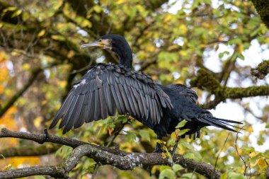 Kuzey yarımküre boyunca büyük siyah karabatak olarak bilinen büyük karabatak, Avustralya 'daki siyah karabatak ve Yeni Zelanda' nın daha güneyindeki siyah karabatak