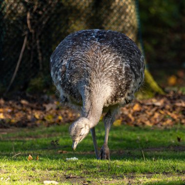 Darwin's rhea, Rhea pennata also known as the lesser rhea. It is a large flightless bird, but the smaller of the two extant species of rheas. clipart