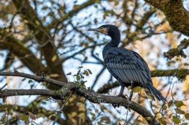 Kuzey yarımküre boyunca büyük siyah karabatak olarak bilinen büyük karabatak, Avustralya 'daki siyah karabatak ve Yeni Zelanda' nın daha güneyindeki siyah karabatak