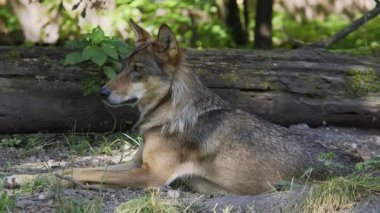 Kurt, gri kurt ya da kereste kurdu olarak da bilinen, Avrasya ve Kuzey Amerika 'nın vahşi ve uzak bölgelerinde yaşayan bir köpek türüdür..
