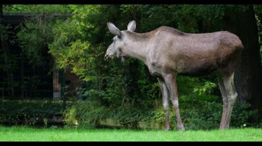 Geyik ya da geyik, Alces Alces geyik familyasındaki en büyük türdür. Geyikler, erkeklerin geniş, düz ya da palmat boynuzlarıyla ayırt edilir..