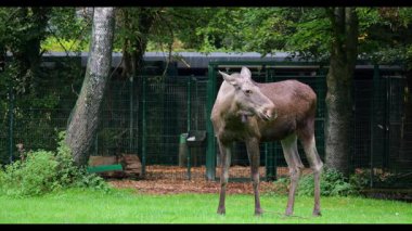 Geyik ya da geyik, Alces Alces geyik familyasındaki en büyük türdür. Geyikler, erkeklerin geniş, düz ya da palmat boynuzlarıyla ayırt edilir..