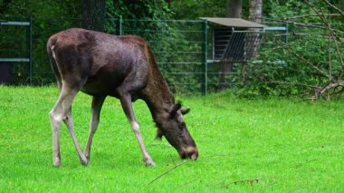 Geyik ya da geyik, Alces Alces geyik familyasındaki en büyük türdür. Geyikler, erkeklerin geniş, düz ya da palmat boynuzlarıyla ayırt edilir..