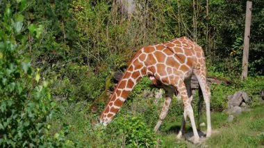 Zürafa, Zürafa camelopardalis, Afrika 'nın tek ayak parmaklı tek parmaklı, yaşayan en uzun boylu, en uzun boylu kara hayvanıdır..
