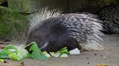 Hint armalı kirpi (