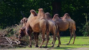 Bactrian develeri (Camelus bactrianus), Orta Asya 'nın bozkırlarına özgü büyük, tek ayak parmaklı bir bakteridir. Bactrian devesinin sırtında iki hörgücü vardır.