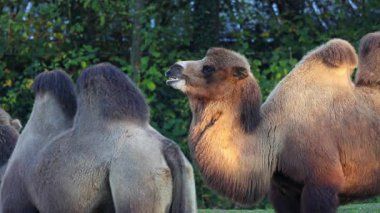 Bactrian develeri (Camelus bactrianus), Orta Asya 'nın bozkırlarına özgü büyük, tek ayak parmaklı bir bakteridir. Bactrian devesinin sırtında iki hörgücü vardır.