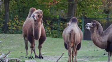 Bactrian develeri (Camelus bactrianus), Orta Asya 'nın bozkırlarına özgü büyük, tek ayak parmaklı bir bakteridir. Bactrian devesinin sırtında iki hörgücü vardır.