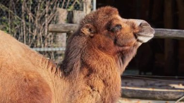 Bactrian develeri (Camelus bactrianus), Orta Asya 'nın bozkırlarına özgü büyük, tek ayak parmaklı bir bakteridir. Bactrian devesinin sırtında iki hörgücü vardır.