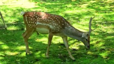 Fallow deer, Dama mezopotamya, Cervidae familyasından bir memeli türü..