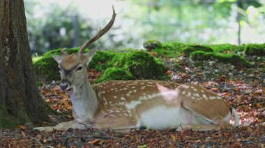Fallow deer, Dama mezopotamya, Cervidae familyasından bir memeli türü..