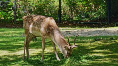 Fallow deer, Dama mezopotamya, Cervidae familyasından bir memeli türü..
