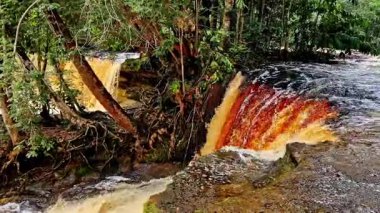 Brezilya, Manaus yakınlarındaki Amazon bölgesinde, Başkan Figueiredo 'daki Macaws Şelalesi