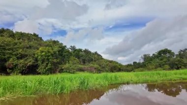 Amazon yağmur ormanlarındaki Parana do Mamori 'ye tekne gezisi Manaus' un 100 km güneyinde, Amazon eyaleti Brezilya 'da.