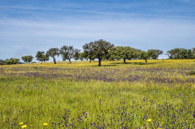 Walking through the Cork Oak forest at Hortas de Baixo near Arronches, Alentejo, Portugal. clipart