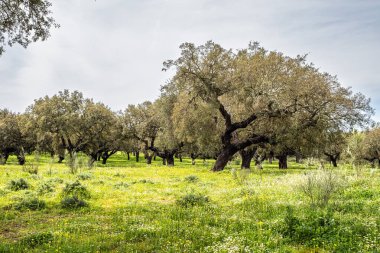 Arronches, Alentejo, Portekiz yakınlarındaki Hortas de Baixo 'daki Mantar Meşe Ormanı' ndan geçiyorum..