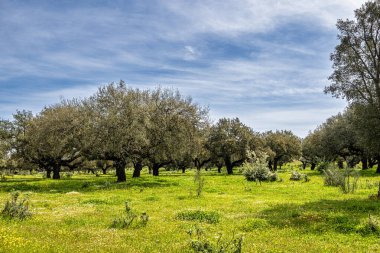 Arronches, Alentejo, Portekiz yakınlarındaki Hortas de Baixo 'daki Mantar Meşe Ormanı' ndan geçiyorum..