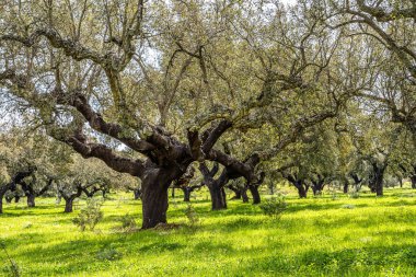 Arronches, Alentejo, Portekiz yakınlarındaki Hortas de Baixo 'daki Mantar Meşe Ormanı' ndan geçiyorum..