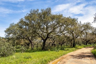 Arronches, Alentejo, Portekiz yakınlarındaki Hortas de Baixo 'daki Mantar Meşe Ormanı' ndan geçiyorum..