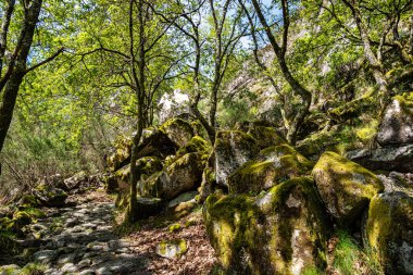 Portekiz 'deki Peneda Geres ulusal parkında Penameda Tepesi' nin etrafında yürüyorum. Pantano da Peneda