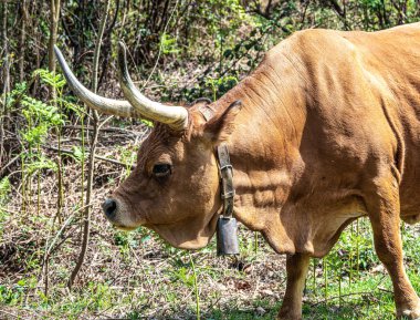 Kuzey Portekiz 'deki Nationalpark Peneda-Geres' deki Cachena ineği. Geleneksel bir Portekiz dağ sığırıdır. Et ve çekiş gücü için mükemmeldir..