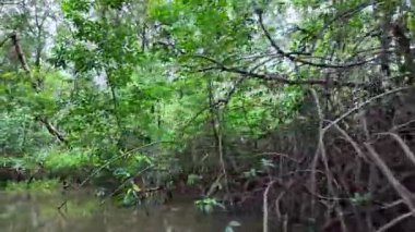 Barreirinhas, Lencois Maranhenses 'ten Brezilya' daki Preguica Nehri 'ne tekne gezisi. Preguicas Nehri, Maranhao eyaletinin Lencois Maranhenses bölgesinde yer alan bir su yolu..