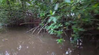Barreirinhas, Lencois Maranhenses 'ten Brezilya' daki Preguica Nehri 'ne tekne gezisi. Preguicas Nehri, Maranhao eyaletinin Lencois Maranhenses bölgesinde yer alan bir su yolu..