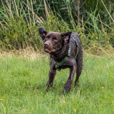 Labrador Retriever, Canis lupus familiaris çim tarlasında. Sağlıklı çikolata rengi labrador retriever Almanya 'da Donauwoerth, Bavyera' da eğleniyor.