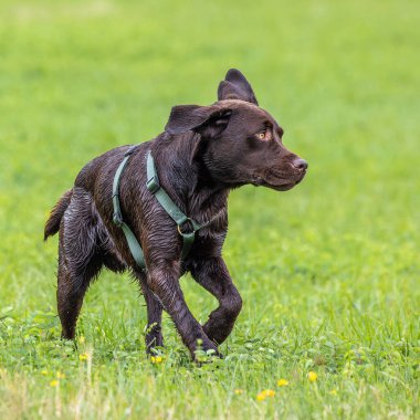 Labrador Retriever, Canis lupus familiaris çim tarlasında. Sağlıklı çikolata rengi labrador retriever Almanya 'da Donauwoerth, Bavyera' da eğleniyor.