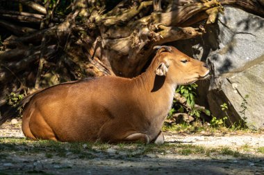 Banteng, Bos javanicus veya Red Bull. Vahşi bir sığır türüdür ama sığır ve bizondan farklı kilit özellikler vardır: hem erkek hem de dişilerde beyaz bir şerit..