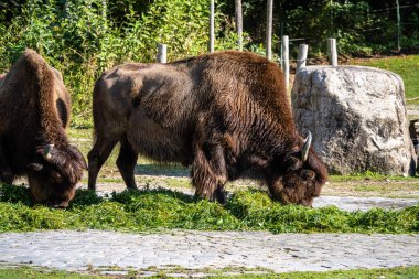Bizon ya da bizon, bir zamanlar Kuzey Amerika 'da geniş sürüler halinde yaşayan bir bizon türüdür..