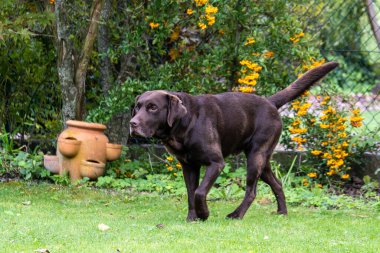 Labrador Retriever, Canis lupus familiaris çim tarlasında. Sağlıklı çikolata rengi labrador retriever Almanya 'da Donauwoerth, Bavyera' da eğleniyor.