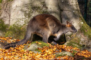 Wallaby bataklığı, Wallabia bicolor, küçük kangurulardan biridir. Bu valabi aynı zamanda siyah valabi olarak da bilinir.