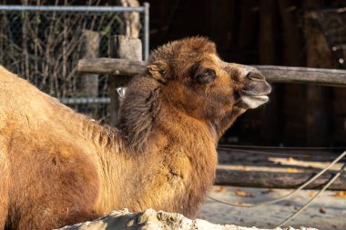 Bactrian develeri (Camelus bactrianus), Orta Asya 'nın bozkırlarına özgü büyük, tek ayak parmaklı bir bakteridir. Bactrian devesinin sırtında iki hörgücü vardır.