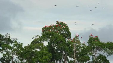 Büyük kızıl aynalı ayılar evlerine, uyudukları yere, yani Revoada dos guaras 'a uçuyorlar. Bu da Brezilya' daki Parnaiba Nehri Deltası 'nda her gün meydana gelen bir fenomen.