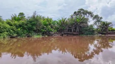 Igarape do Urubu Nehri, Delta das Canarias, Ilha das Canarias, Brezilya 'da tekne gezisi. Amazon yağmur ormanları. Güney Amerika