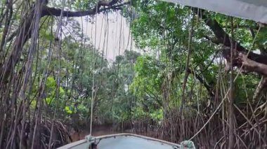 Igarape do Urubu Nehri, Delta das Canarias, Ilha das Canarias, Brezilya 'da tekne gezisi. Amazon yağmur ormanları. Güney Amerika