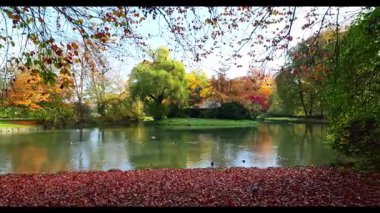 Münih 'in ünlü dinlenme yeri Englischer Garten' da altın sonbahar manzarası. Düşmüş yaprakları ve altın güneş ışığı olan İngiliz bahçesi. Münih, Bavyera, Almanya