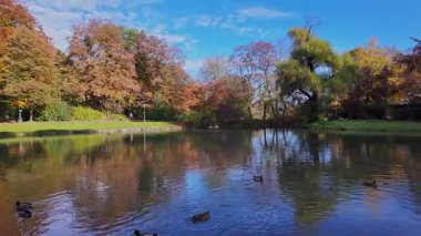 Münih 'in ünlü dinlenme yeri Englischer Garten' da altın sonbahar manzarası. Düşmüş yaprakları ve altın güneş ışığı olan İngiliz bahçesi. Münih, Bavyera, Almanya