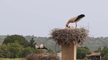 Büyüleyici Beyaz Leylekler, Portekiz 'in Algarve bölgesindeki Odiaxere' de Ciconia ciconia..