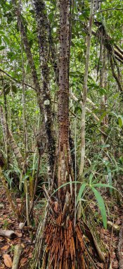 Brezilya 'nın Amazon bölgesindeki Manaus yakınlarındaki Başkan Figueiredo' da Macaws şelalesi. Şelalede bol ve güzel bir güç var.