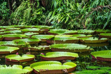 Amazon zambağı suyun içinde, Belem do Para, Brezilya 'daki dünyanın en büyük su bitkisi. Victoria Amazonica 'nın Çiçeği veya Victoria Regia.
