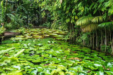Amazon zambağı suyun içinde, Belem do Para, Brezilya 'daki dünyanın en büyük su bitkisi. Victoria Amazonica 'nın Çiçeği veya Victoria Regia.