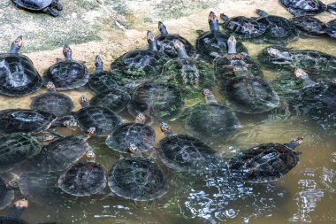 Arrau kaplumbağası (