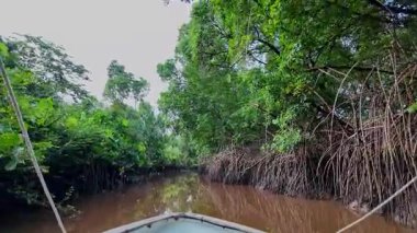 Igarape do Urubu Nehri, Delta das Canarias, Ilha das Canarias, Brezilya 'da tekne gezisi. Amazon yağmur ormanları. Güney Amerika