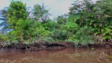 Igarape do Urubu Nehri, Delta das Canarias, Ilha das Canarias, Brezilya 'da tekne gezisi. Amazon yağmur ormanları. Güney Amerika