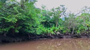 Igarape do Urubu Nehri, Delta das Canarias, Ilha das Canarias, Brezilya 'da tekne gezisi. Amazon yağmur ormanları. Güney Amerika